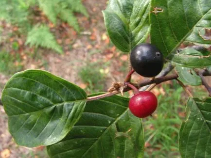 Buckthorn - gyógyszer tulajdonságait és ellenjavallatok