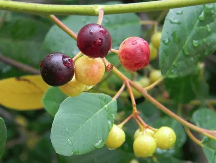 Buckthorn - gyógyszer tulajdonságait és ellenjavallatok