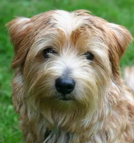 Ki a Norfolk terrier