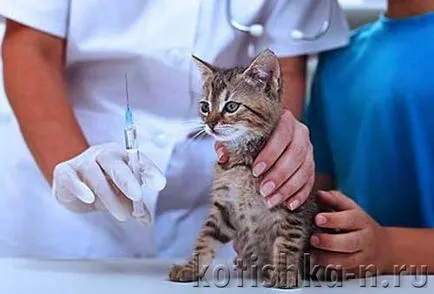 Чрез присаждане на въпроса за ваксинация за котенца, какво и кога да се ваксинират котенца
