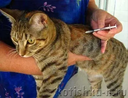 Чрез присаждане на въпроса за ваксинация за котенца, какво и кога да се ваксинират котенца