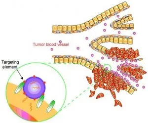 Лимфом на маргиналната зона, immuninfo