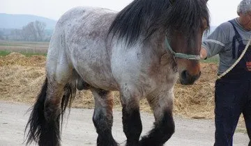 Lovak, nehéz, mint a hatalom jelképe és tárgyak véleménye a legjobb fajták