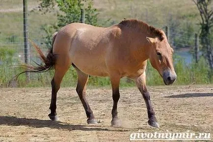 Przewalski ló