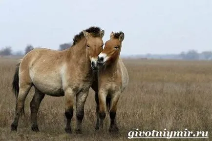 Przewalski ló