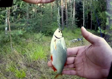 Rudd halászat tavasszal az egész videó alatt