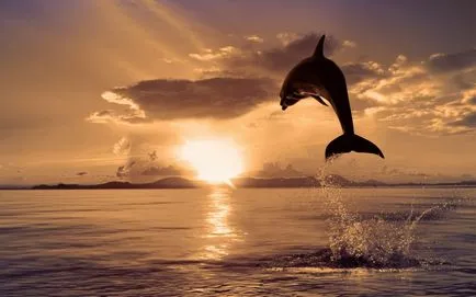 Delfinek képet delfinek