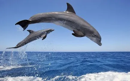 Dolphins снимка делфини