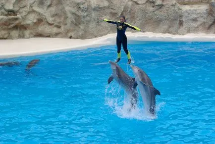 Dolphins снимка делфини