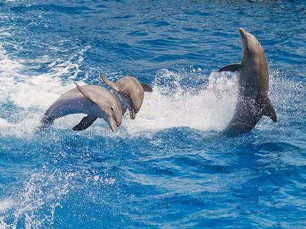 Delfinek képet delfinek