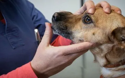 Módszerek kezelésére és megelőzésére kutya ascariasis
