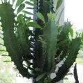 Euphorbia стая (belozhilchaty) грижи в дома, видео и снимки