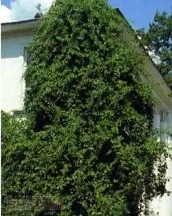 pieptene Euphorbia sau pieptene (Euphorbia lophogona) houseplants