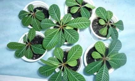 Euphorbia cu nervuri de îngrijire la domiciliu
