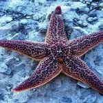 Starfish, remete blog