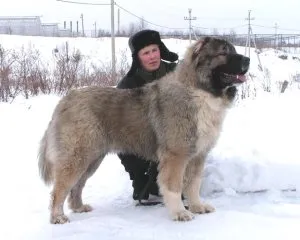 Este posibil să heppidogs câini piure