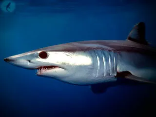 Възможно ли е да се избяга от атаката на големите акули Има ли някакъв шанс да оцелее