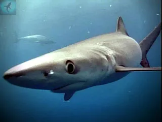 Възможно ли е да се избяга от атаката на големите акули Има ли някакъв шанс да оцелее