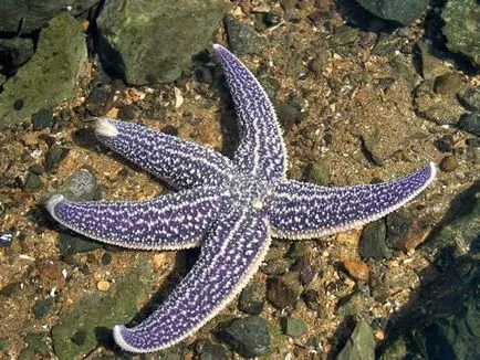 Starfish, blog pustnic