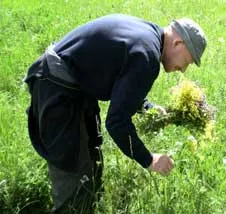 Народни средства и методи за лечение на всеки гражданин билка питие след операция на червата