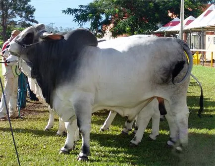 Húsipar Brazília - brazil export marhahús