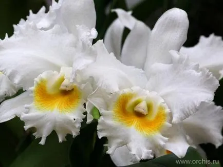 Не цъфтят Cattleya, как да стигна до цъфти