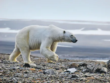 Nemzeti Park „orosz Arctic” - ökológia, az Orosz Föderáció 2017-ben