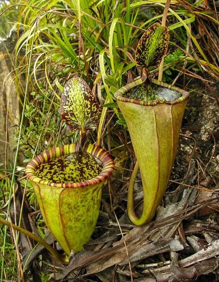 îngrijire Nepenthes, condițiile de creștere, de propagare și specii