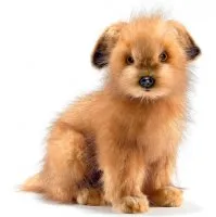 Norfolk Terrier - Descriere Rasă