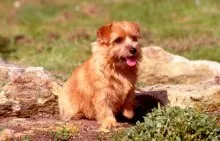 Norfolk Terrier - Breed leírás