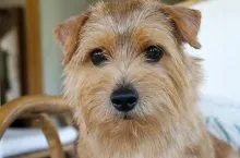 Norfolk Terrier - Breed leírás