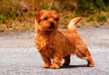 Norfolk Terrier - Breed leírás