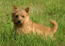 Norfolk Terrier - Breed leírás