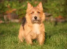 Norfolk Terrier - Breed leírás