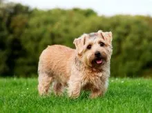 Norfolk Terrier - Breed leírás