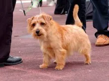 Norfolk Terrier - Breed leírás