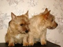 Norfolk Terrier - Descriere Rasă