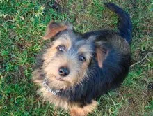 Norfolk Terrier - Breed leírás