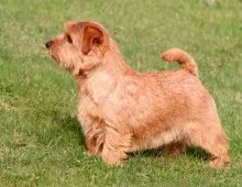 Norfolk Terrier - Breed leírás