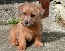 Norfolk Terrier - Breed leírás