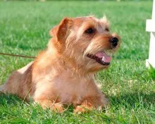 Norfolk Terrier - Breed leírás