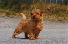 Norfolk terrier fotó, fajta leírás, gondozás