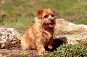 Norfolk terrier fajta jellegének leírása, fotók, minden a kutyák