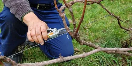 Резитба грозде през пролетта за начинаещи как правилно да отрежете лозите са млади или стари, фото и видео