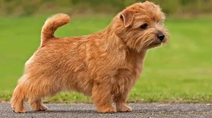 Norfolk Terrier - Breed leírás