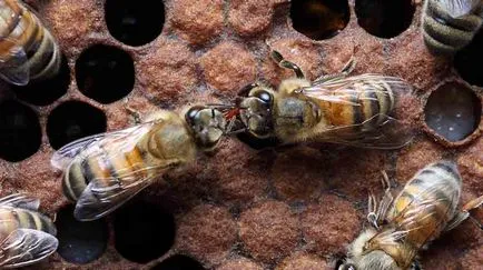 Ötvözi gyenge méhcsaládok tavaszi