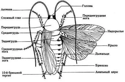 Structura generală a gândacilor, specii de gândaci