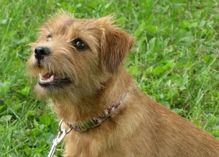 Norfolk Terrier - Breed leírás