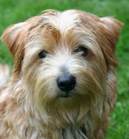 Norfolk terrier, kutya fajta, állatok, fajta