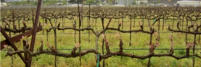 Metszés szőlő - besshtambovy módszer kezdőknek videó